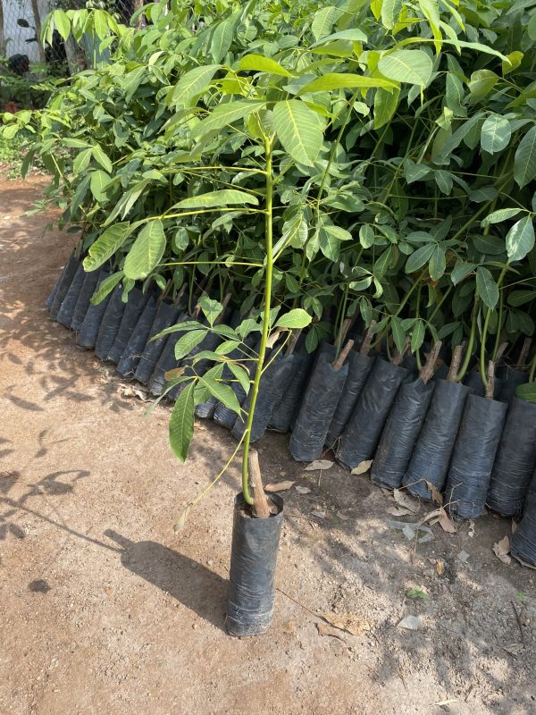 Hợp Tác Xã Nông Nghiệp Dược Liệu Và Dịch Vụ Tiến Sỹ