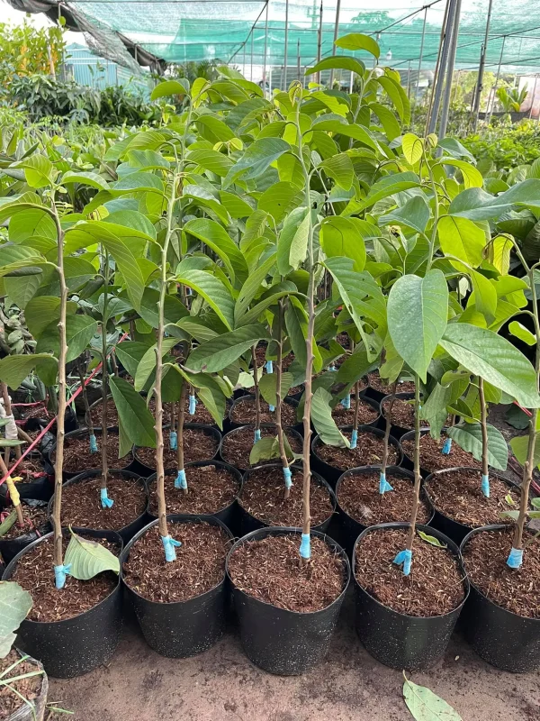 Hợp Tác Xã Nông Nghiệp Dược Liệu Và Dịch Vụ Tiến Sỹ