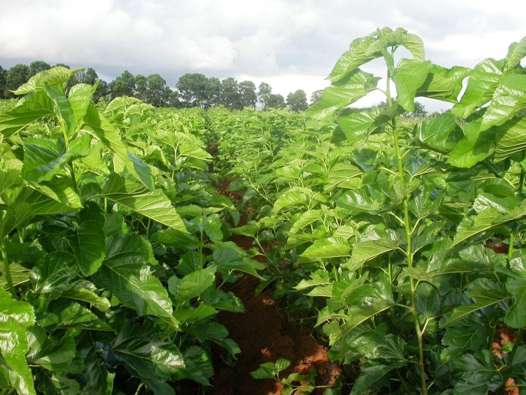 Hợp Tác Xã Nông Nghiệp Dược Liệu Và Dịch Vụ Tiến Sỹ