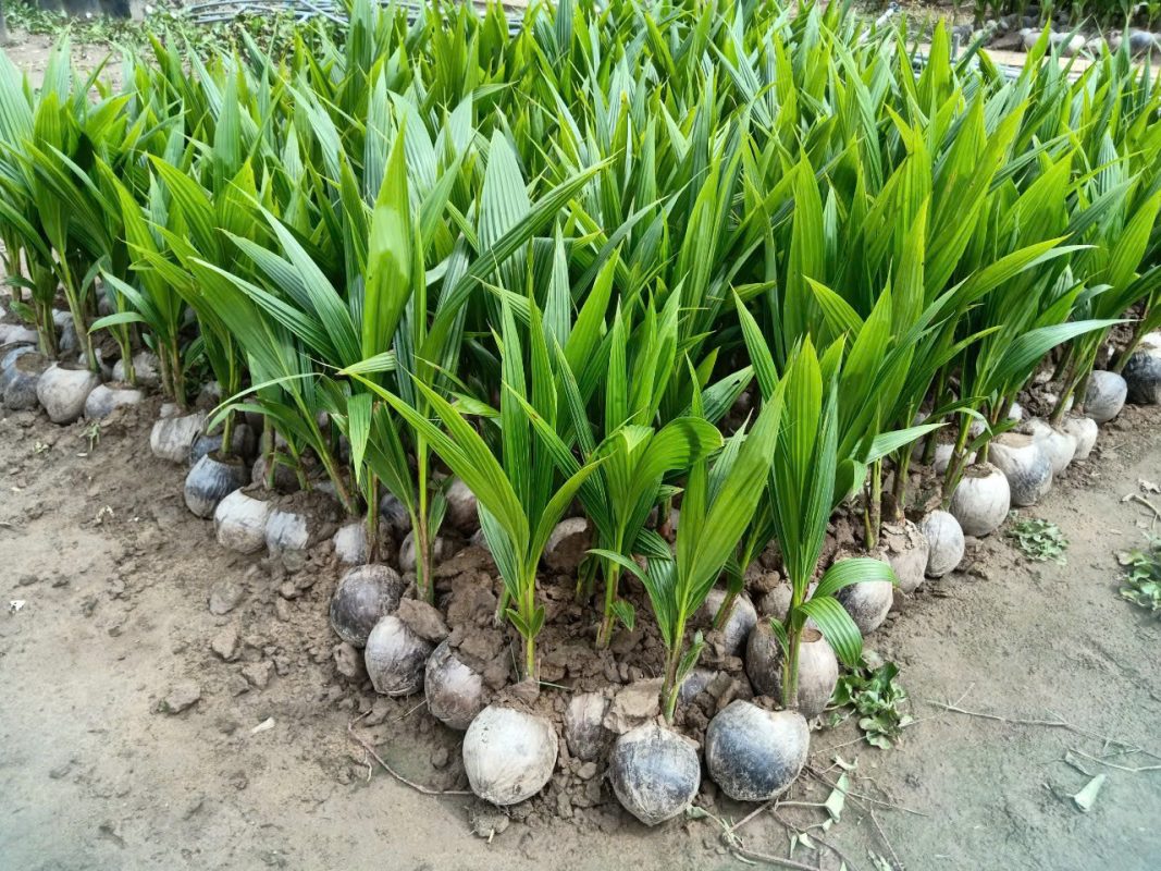 Hợp Tác Xã Nông Nghiệp Dược Liệu Và Dịch Vụ Tiến Sỹ