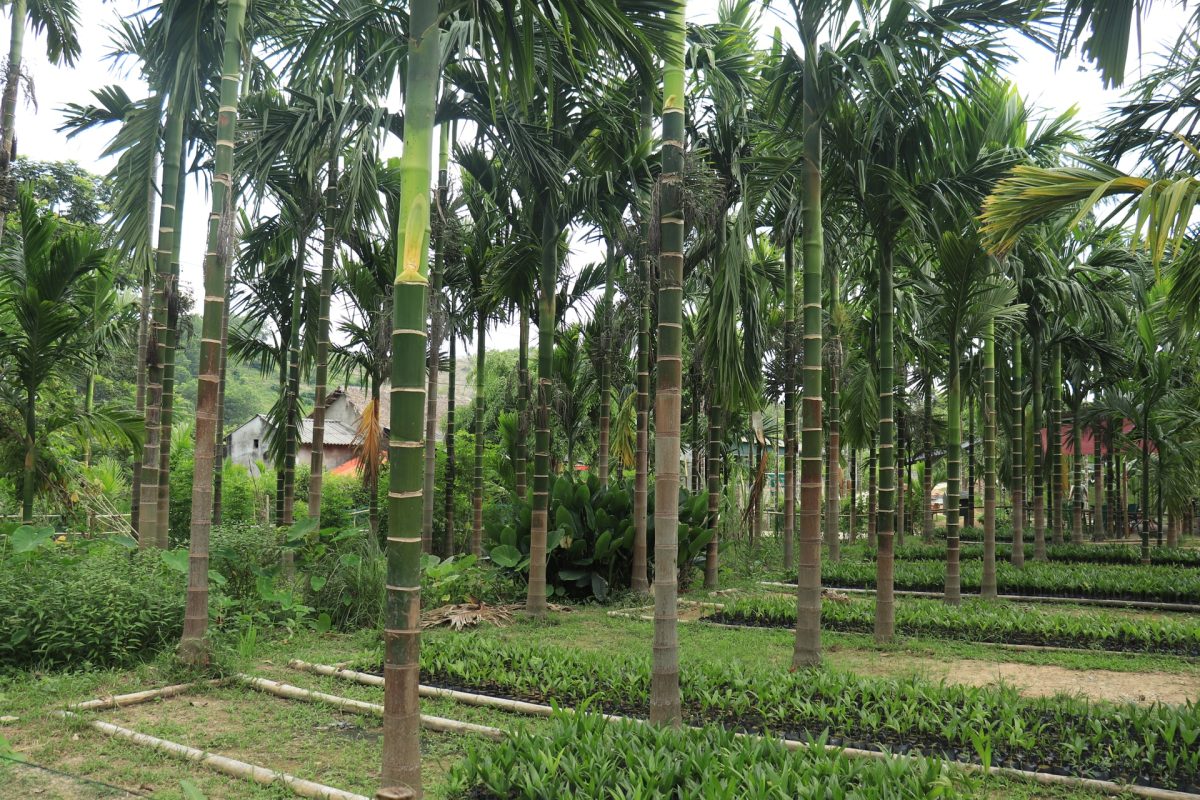 Hợp Tác Xã Nông Nghiệp Dược Liệu Và Dịch Vụ Tiến Sỹ