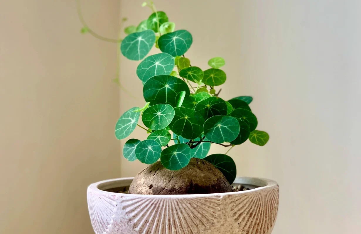 Hợp Tác Xã Nông Nghiệp Dược Liệu Và Dịch Vụ Tiến Sỹ