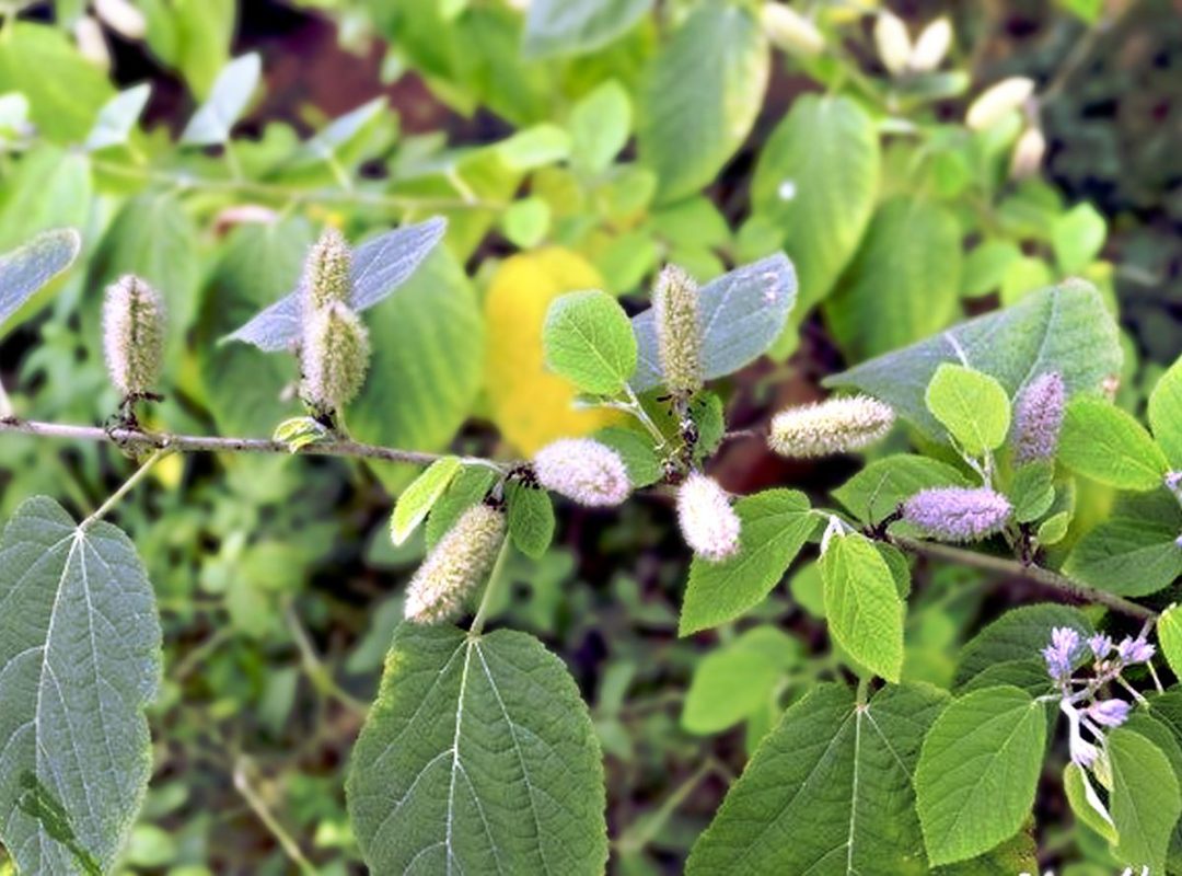 Hợp Tác Xã Nông Nghiệp Dược Liệu Và Dịch Vụ Tiến Sỹ