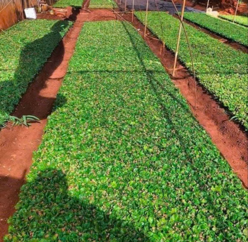 Hợp Tác Xã Nông Nghiệp Dược Liệu Và Dịch Vụ Tiến Sỹ