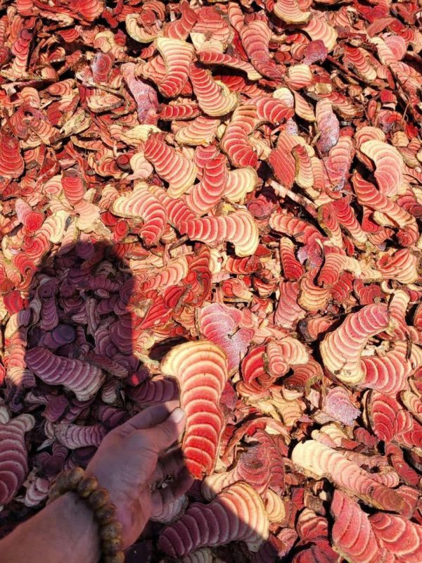 Hợp Tác Xã Nông Nghiệp Dược Liệu Và Dịch Vụ Tiến Sỹ